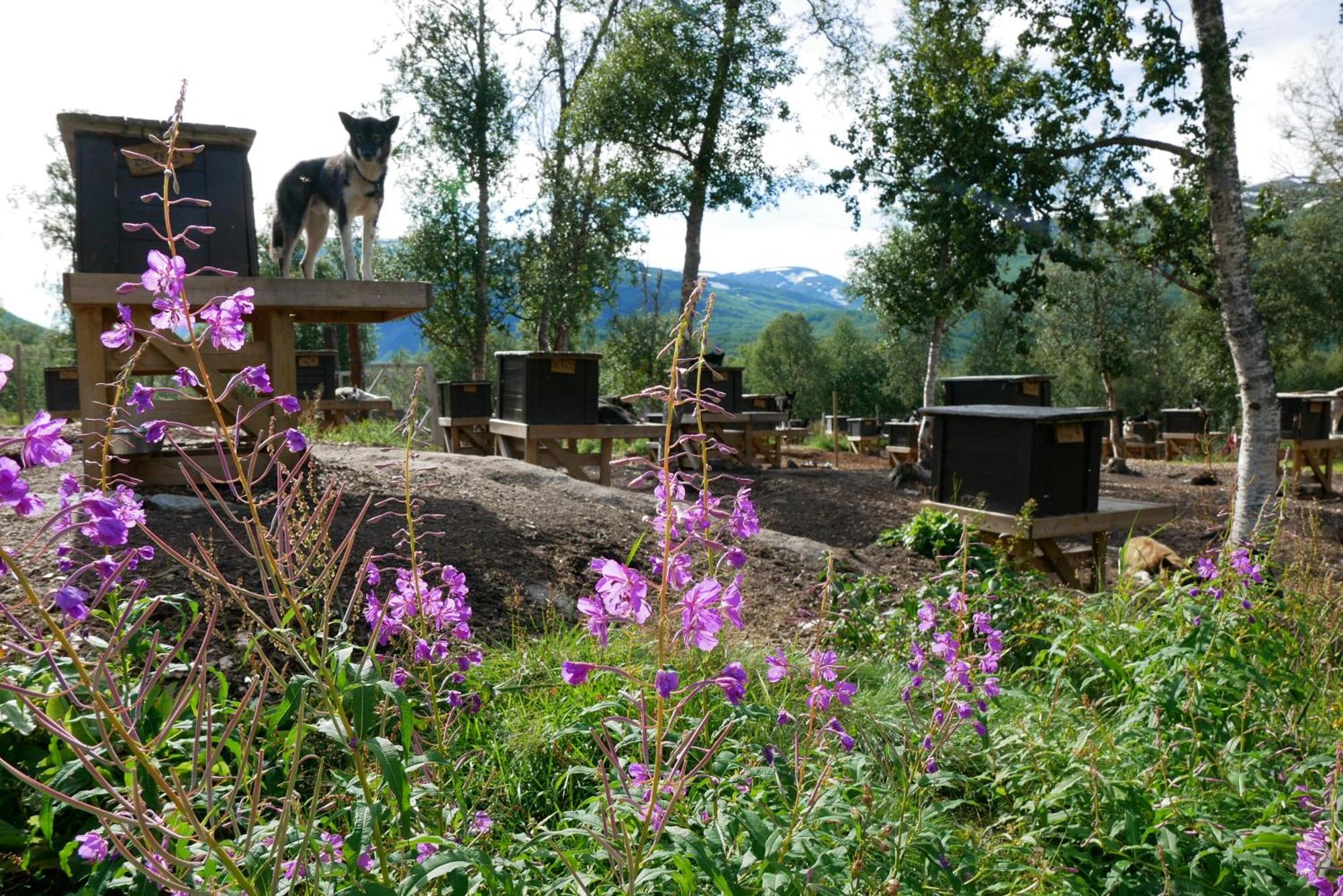 Bardu Huskylodge Bagian luar foto