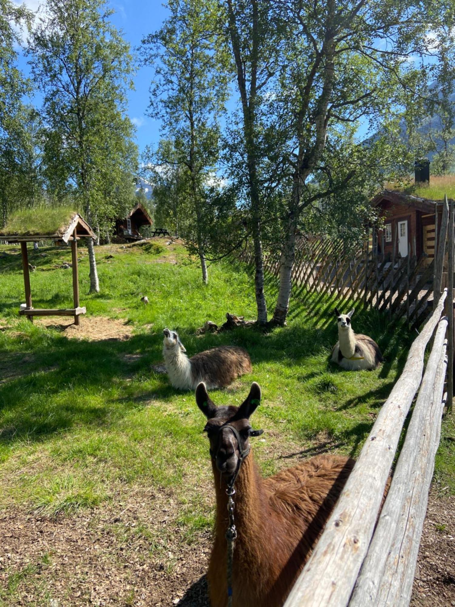 Bardu Huskylodge Bagian luar foto