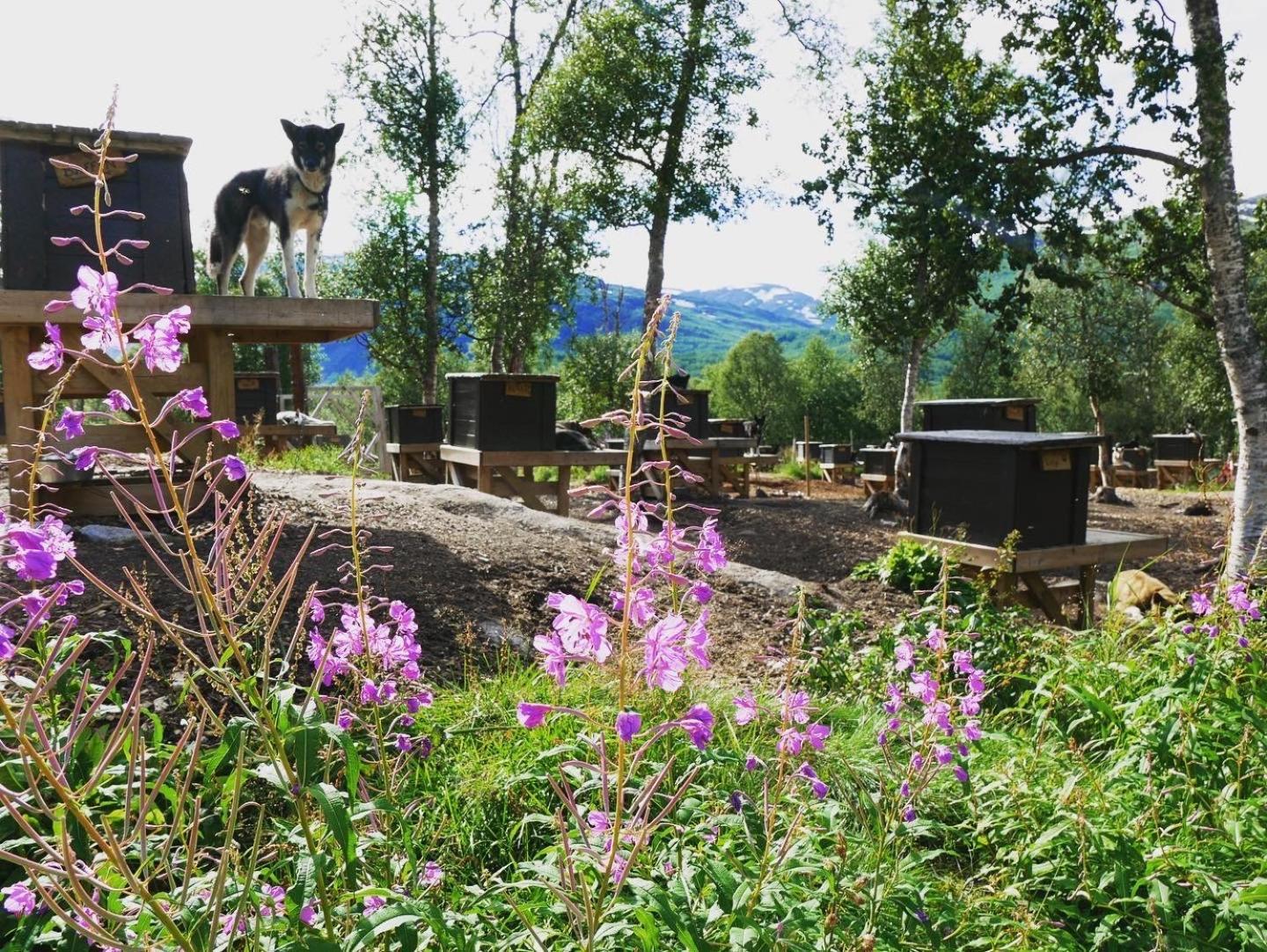 Bardu Huskylodge Bagian luar foto