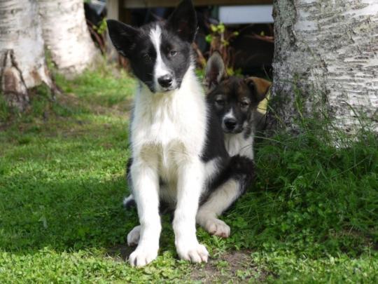 Bardu Huskylodge Bagian luar foto
