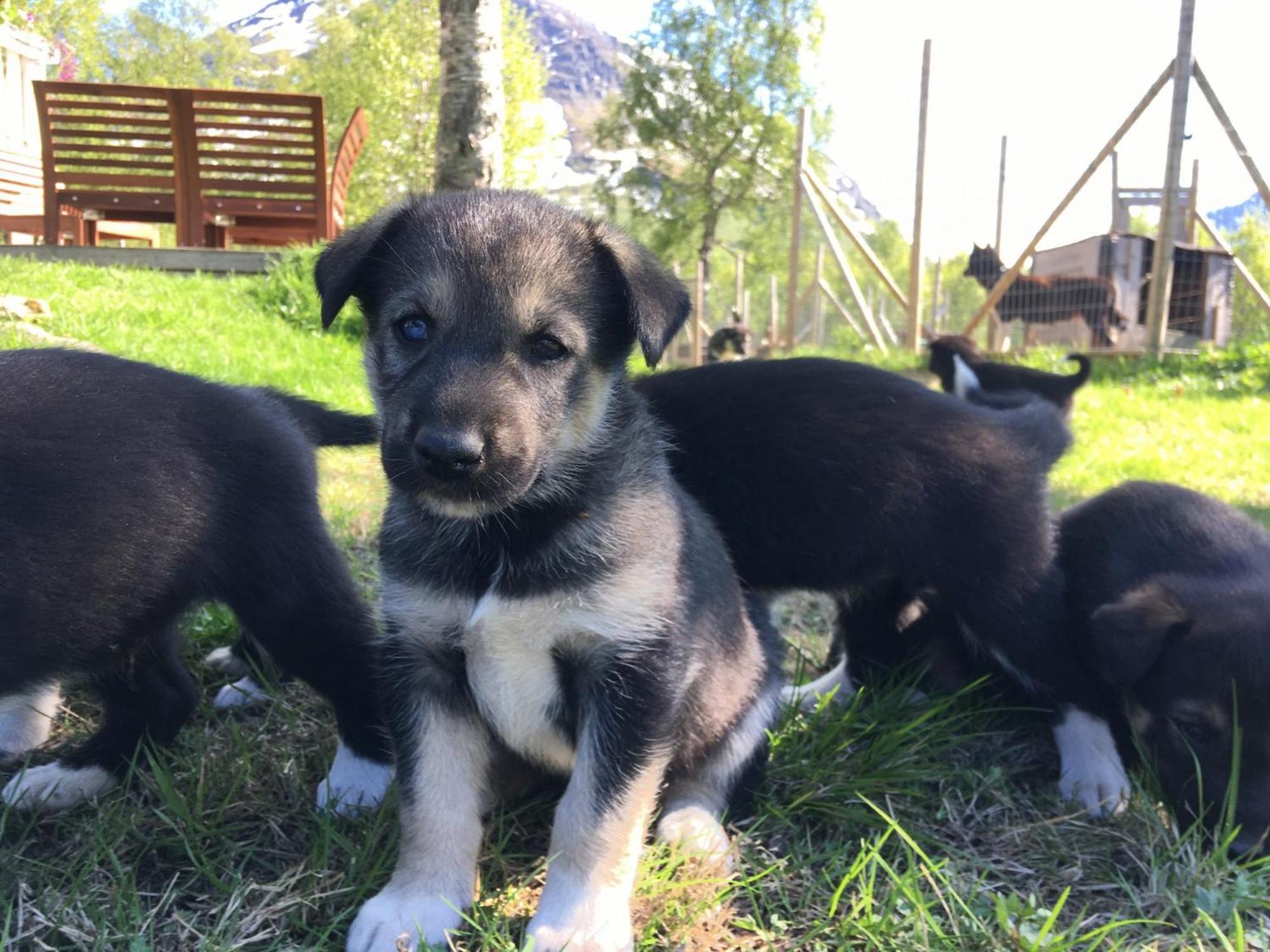 Bardu Huskylodge Bagian luar foto